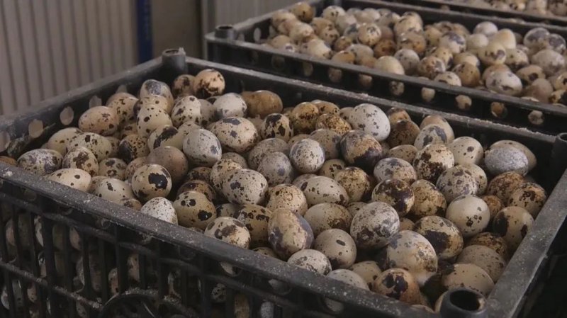 特禽种苗:绿色养殖发展的新动力