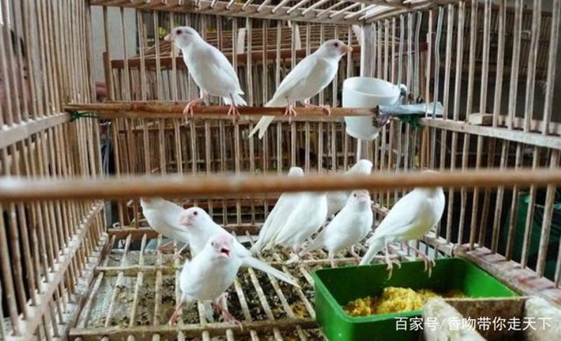 珍禽养殖业的新篇章:传统与现代融合