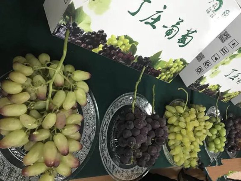 珍禽养殖:开启绿色致富之路